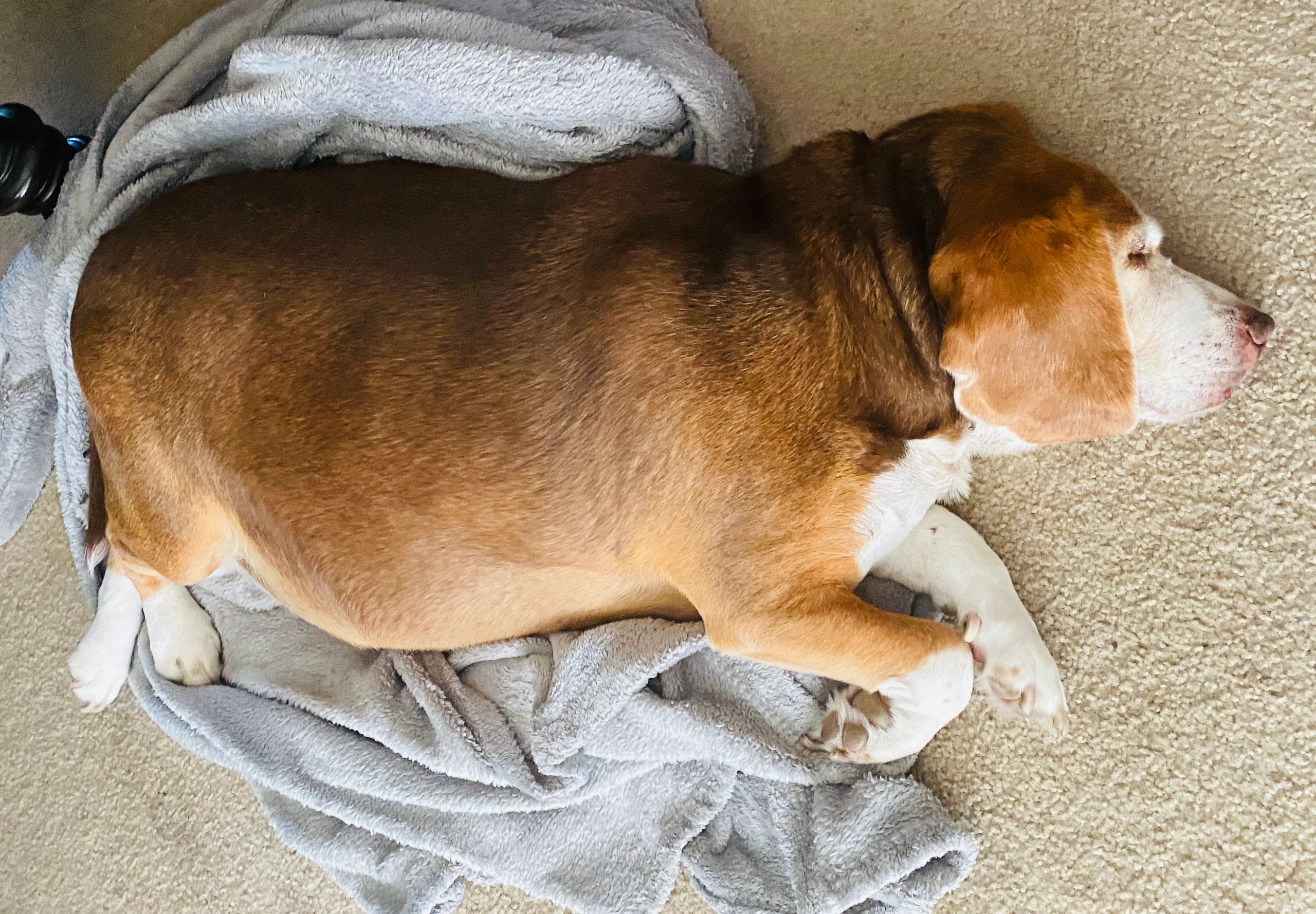 Beagle resting peacefully