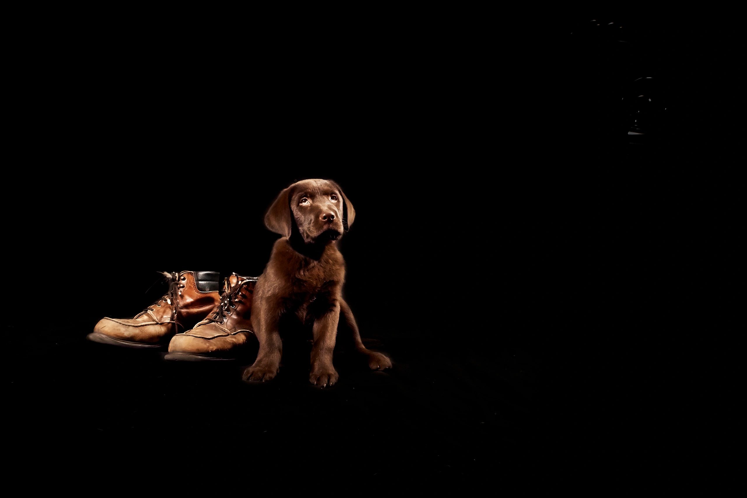 Brown Labrador puppy beside boots