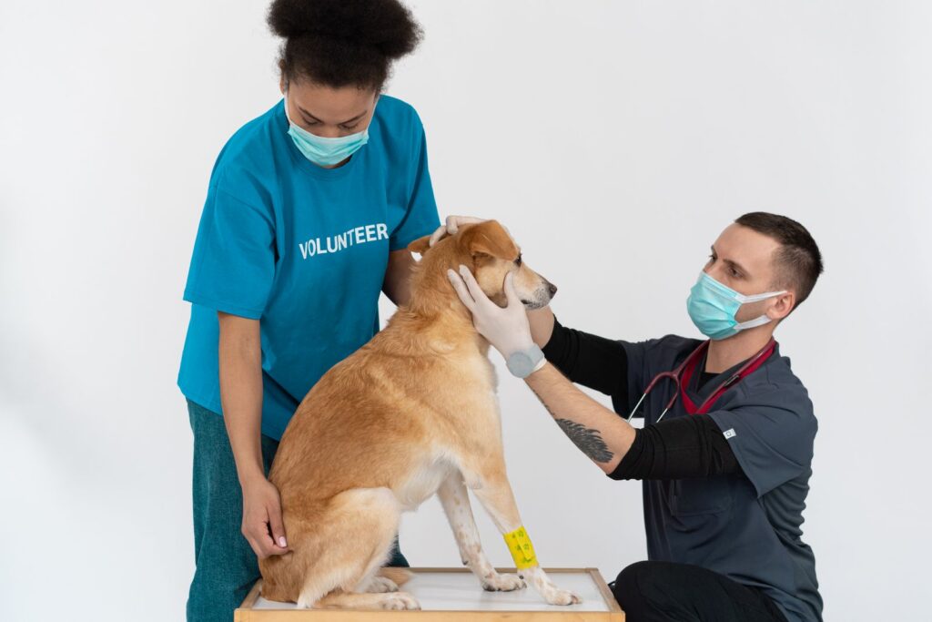 A veterinary team examining a dog at the clinic visit that anchors a progesterone testing schedule
