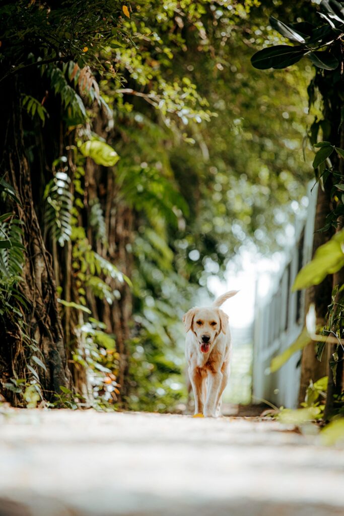 A golden retriever walking along a sunlit leafy path