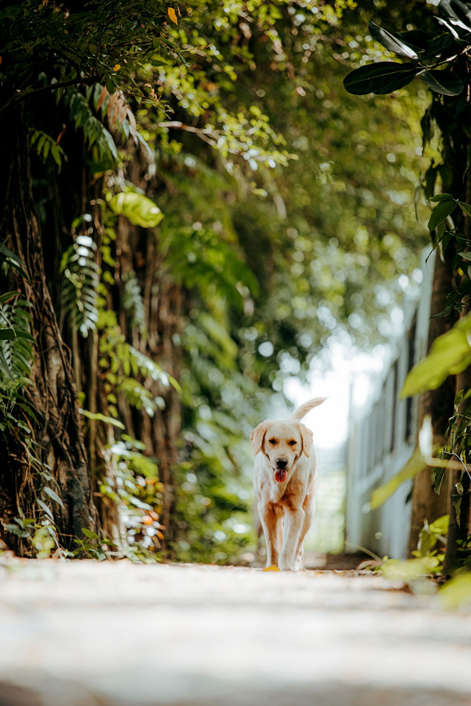 Progesterone Testing for Dog Breeding: What the Numbers Actually Mean